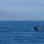 Humpback whale fluke off Lanai