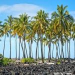 Palms by a heiau at Pu'uhonau o Honaunau