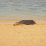 monk-seal-on-beach.jpg