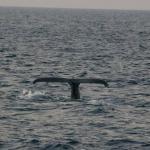 humpback.jpg