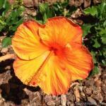 orange-hibiscus_thumb.jpg