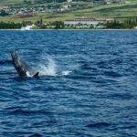 Kris Nelson whale photo
