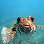 puffer fish