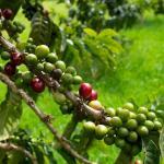 Coffee cherry