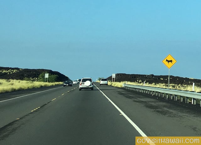Donkey caution sign off Highway 19 on Hawaii Island.