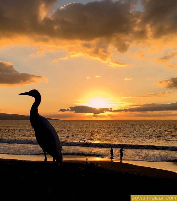 Even the birds in Hawaii stop to enjoy sunset. We took this bird photo at Polo Beach, Maui.
