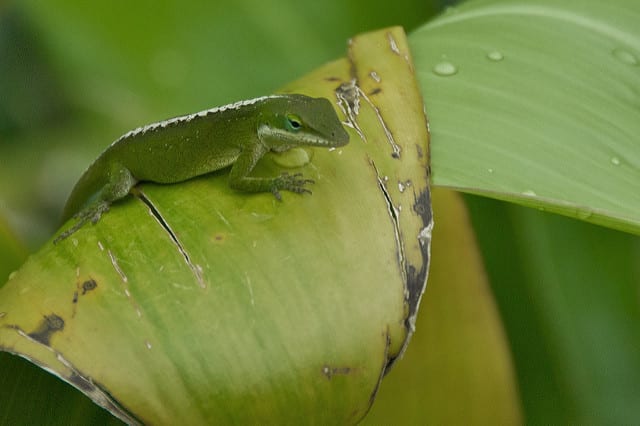 Gecko in Iao Valley, Maui