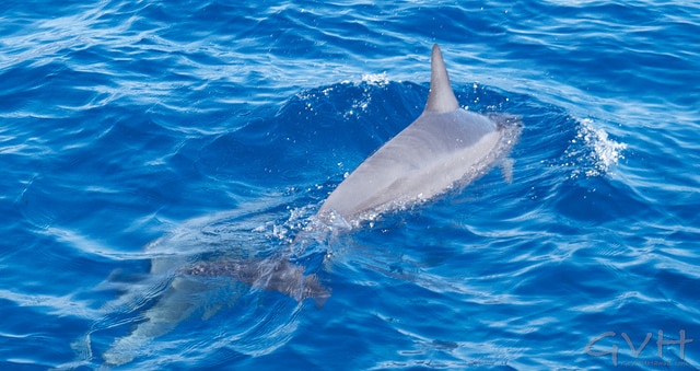 Dolphin off the coast of Lanai