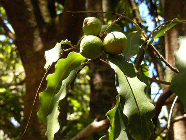 Image result for macadamia nuts plantation
