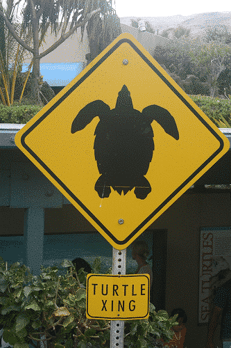 Hawaii Car Rental >> Signs of Hawaii: Turtle Xing - Go Visit Hawaii Hawaii Car Rental >> Signs of Hawaii: Turtle Xing - Go Visit Hawaii