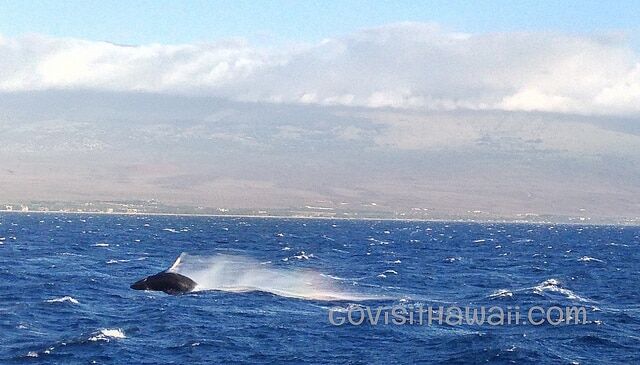 humpback whale calf with iphone