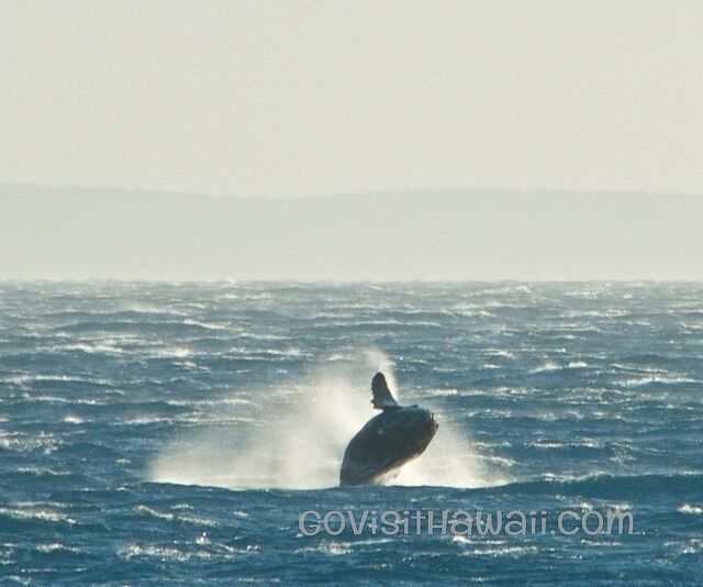 calf humpback breach