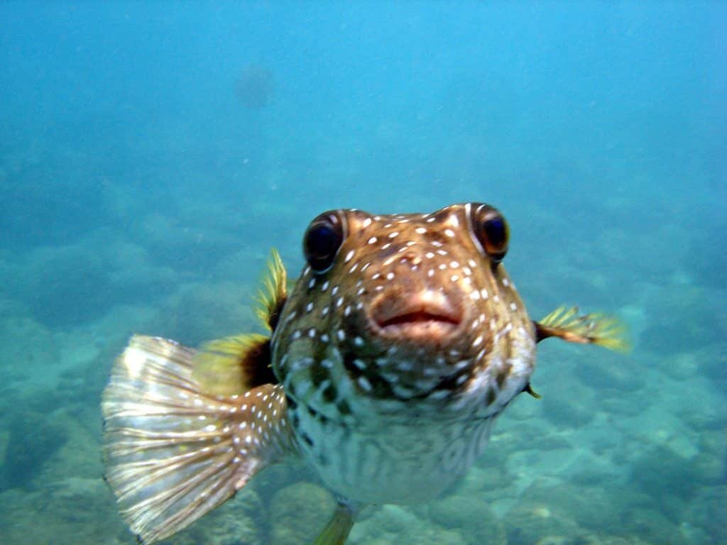 Aloha Friday Photo: Friendly Puffer Fish - Go Visit Hawaii
