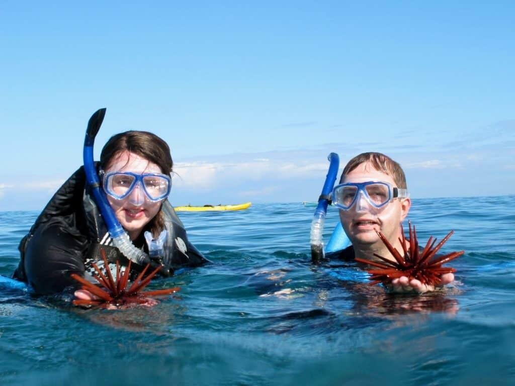 Red pencil sea urchins