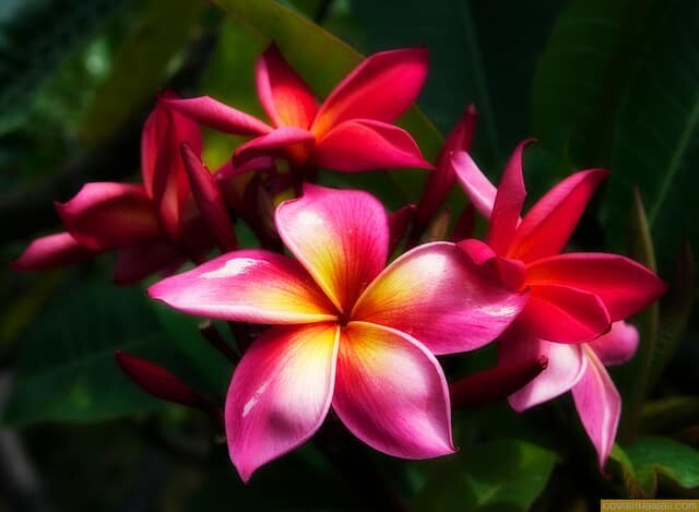 Visiting Molokai Plumeria Farm - Go Visit Hawaii