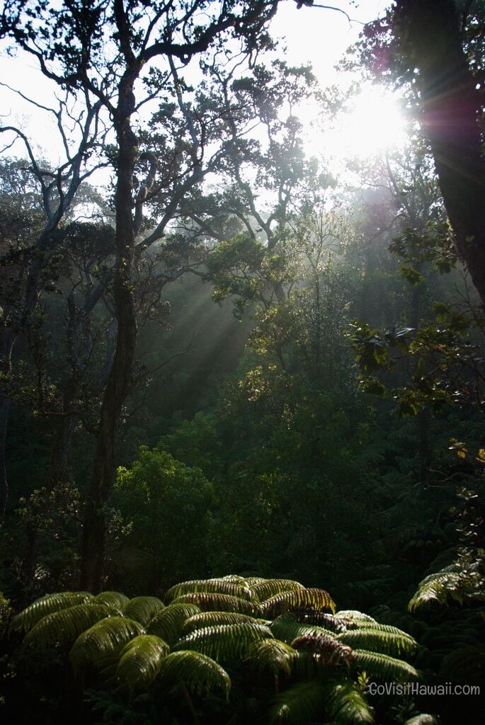 morning sun at Hawaii Volcanoes National Park