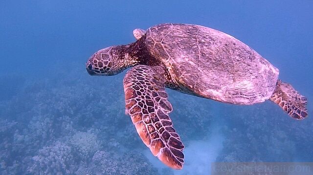 swimming with honu on kohala coast