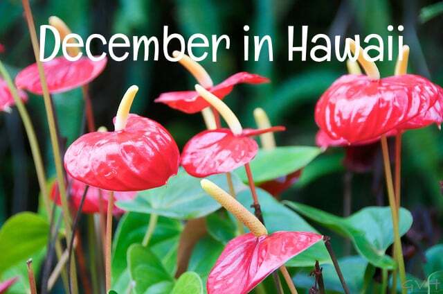 can you visit hawaii in december