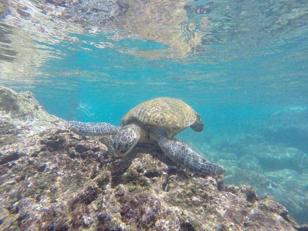 Where To Snorkel On Oahu Away From The Crowds Go Visit Hawaii Honu In Ko Olina Photo By Ken Muise