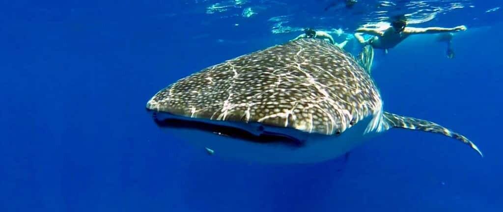 13041420_10208740440125314_4242495811778242681_o