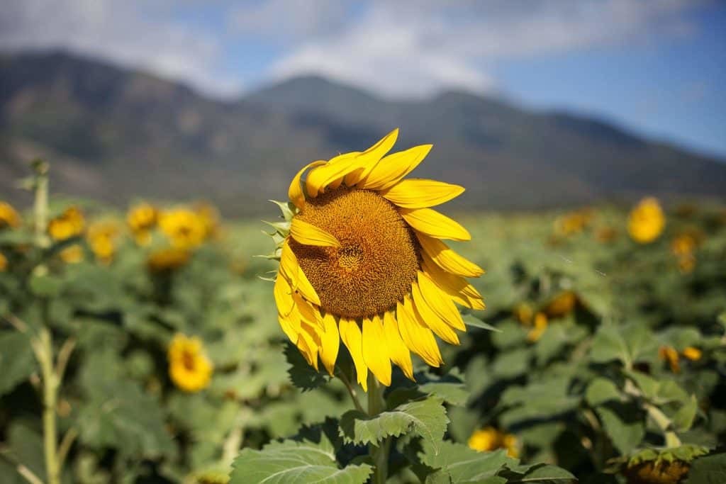 Aloha Friday Photos Maui Sunflower Field Go Visit Hawaii