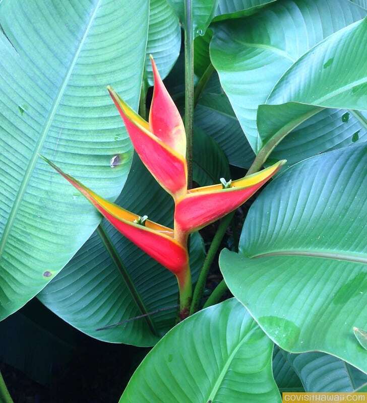 Picture Perfect Ho Omaluhia Botanical Garden Oahu Go Visit Hawaii