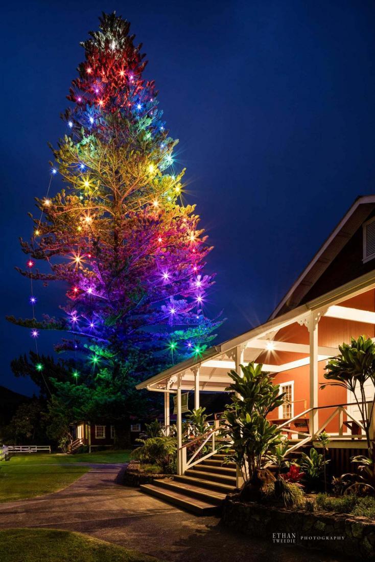 Aloha Friday Photo Wonderful Waimea Christmas Tree + Hawaii traveler quarantine reduced to 10