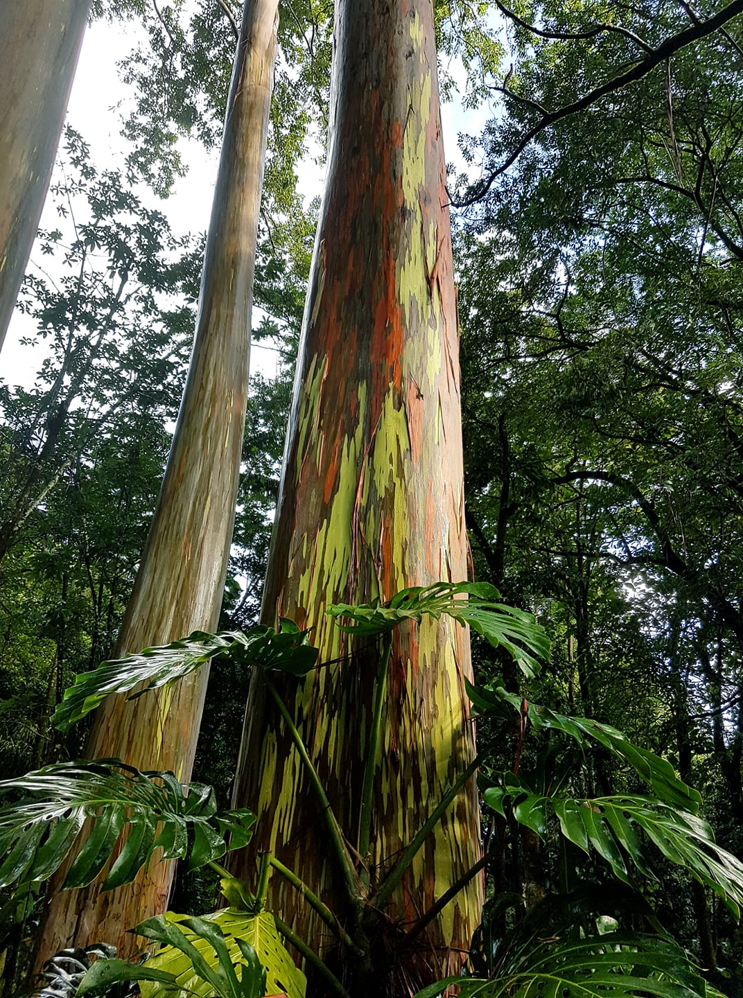 aloha friday eucalyptus trees