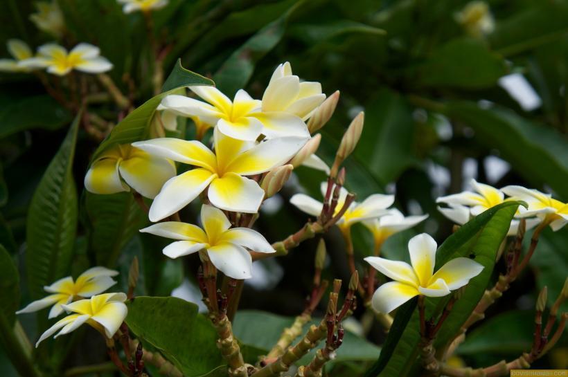 Hawaii travel update Go Visit Hawaii