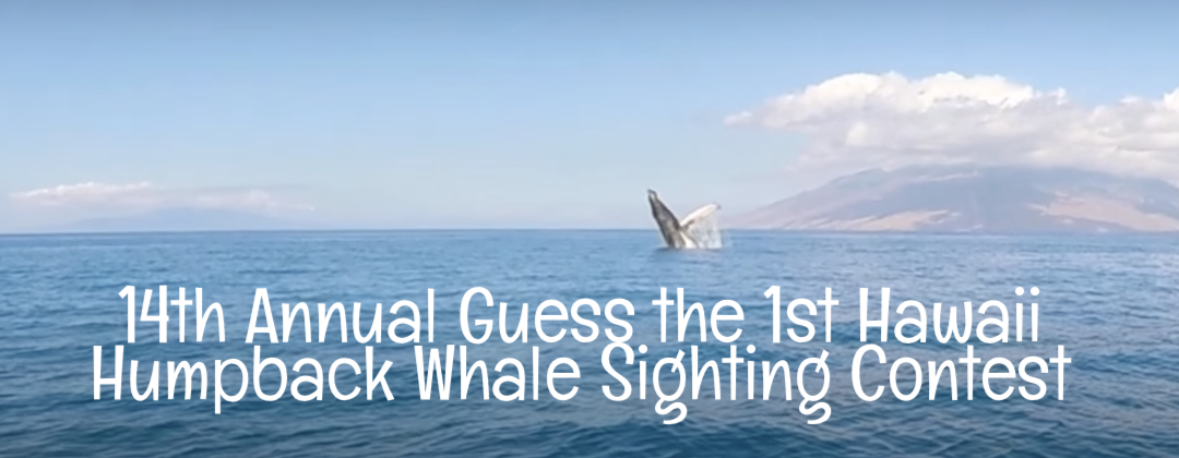 whale