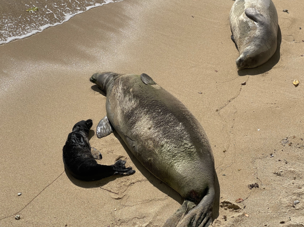 Newborn Hawaiian monk seal prompts reminders to give marine wildlife space